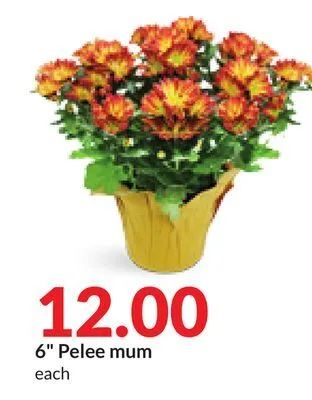 Hy-Vee 6 pelee mum offer
