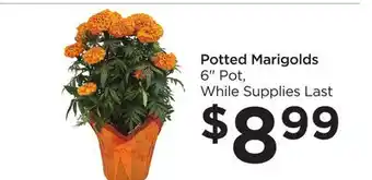 Food 4 Less Potted marigolds offer