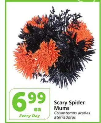 Albertsons Scary spider mums offer