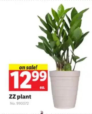 Lidl Zz plant offer