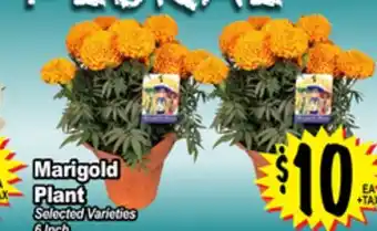 Superior Grocers Marigold plant offer