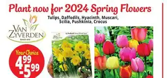 Ocean State Job Lot Tulips, daffodils, hyacinth, muscari, scilia, pushkinia, crocus offer