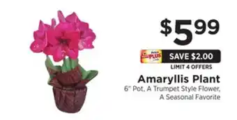 ShopRite Amaryllis plant offer