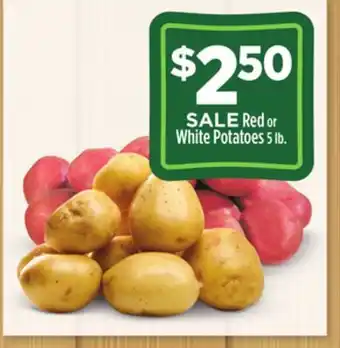 Dollar General Red or white potatoes offer