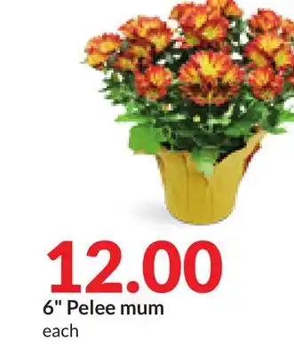Hy-Vee 6 pelee mum offer