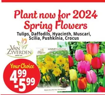 Ocean State Job Lot Tulips, daffodils, hyacinth, muscari, scilia, pushkinia, crocus offer