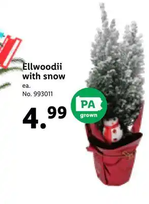 Lidl Ellwoodii with snow offer