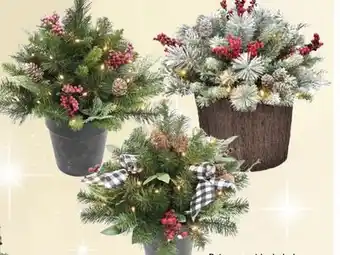 Ace Hardware 1-1/2 ft. mixed pine led porch bush offer
