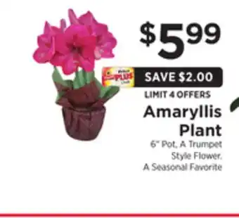 ShopRite Amaryllis plant offer