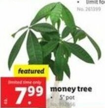 Lidl Money Tree offer