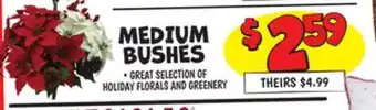 Ollie's Medium bushes offer