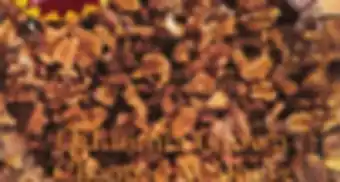 Ocean State Job Lot Walnuts offer
