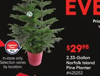 Lowe's 2.33-gallon norfolk island pine planter offer