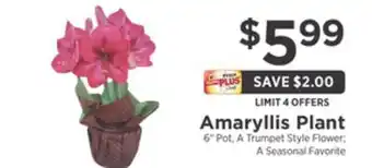 ShopRite Amaryllis plant offer
