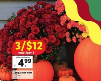 Lidl Long Island Mum offer