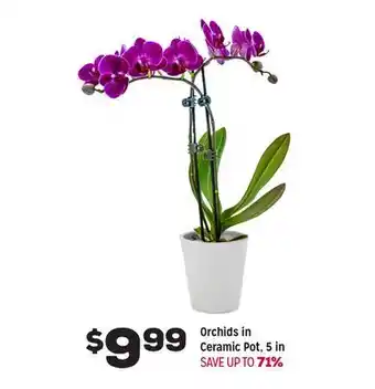 Grocery Outlet Orchids in ceramic pot offer