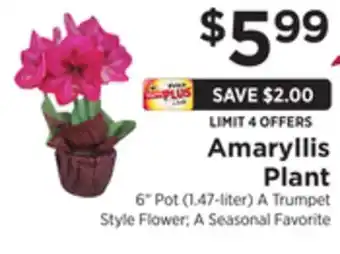 ShopRite Amaryllis plant offer