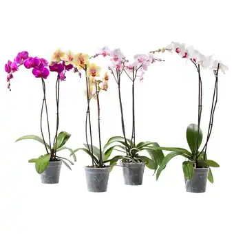 Ikea Phalaenopsis potted plant, orchid/2-stem assorted species plants, 4 ¾ offer