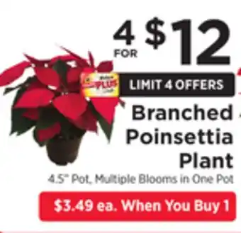 ShopRite Branched poinsettia plant offer