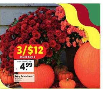 Lidl Long Island Mum offer