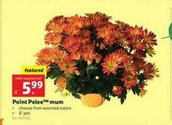 Lidl Point Pelee Mum offer
