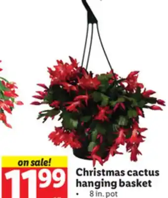Lidl Christmas cactus hanging basket offer