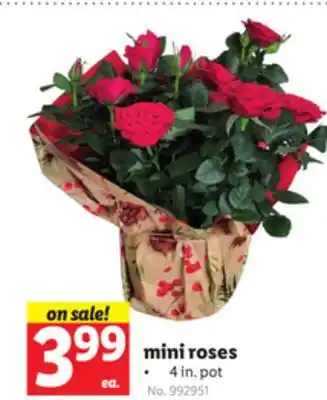 Lidl Mini roses offer