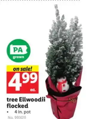 Lidl Tree ellwoodii flocked offer