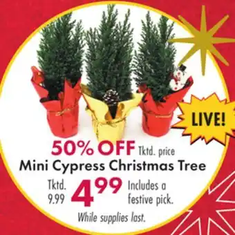 Boscov's Mini cypress christmas tree offer