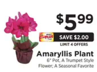 ShopRite Amaryllis plant offer