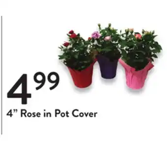 Fresh Thyme 4 rose in pot cover offer