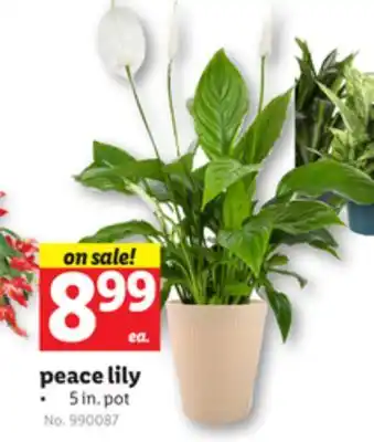 Lidl Peace lily offer