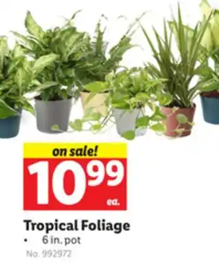Lidl Tropical foliage offer