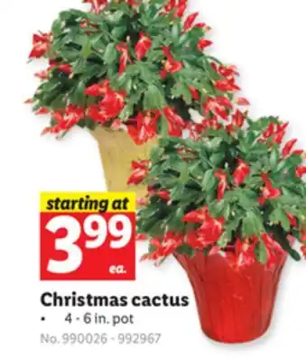Lidl Christmas cactus offer