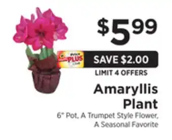 ShopRite Amaryllis plant offer