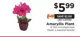 ShopRite Amaryllis plant offer