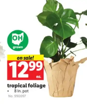 Lidl Tropical foliage offer