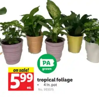Lidl Tropical foliage offer