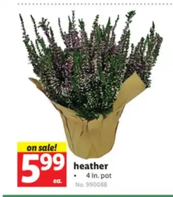 Lidl Heather offer