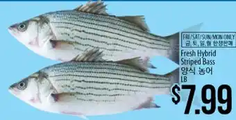 Hmart Fresh hybrid striped bass offer