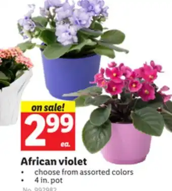 Lidl African violet offer