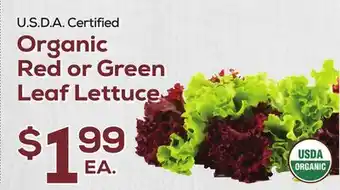 DeCicco & Sons Red or green leaf lettuce offer