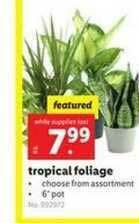 Lidl Tropical Foliage offer