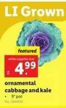 Lidl Ornamental Cabbage And Kale offer