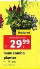 Lidl Mum Combo Planter offer
