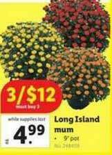 Lidl Long Island Mum offer