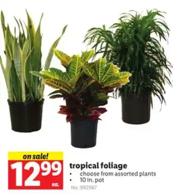 Lidl tropical foliage offer