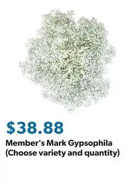 Sam's Club Member's Mark Gypsophila (Choose variety and quantity) offer