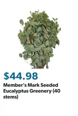 Sam's Club Member's Mark Seeded Eucalyptus Greenery (40 stems) offer