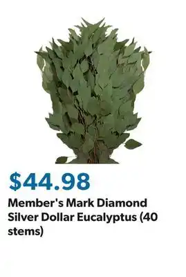 Sam's Club Member's Mark Diamond Silver Dollar Eucalyptus (40 stems) offer